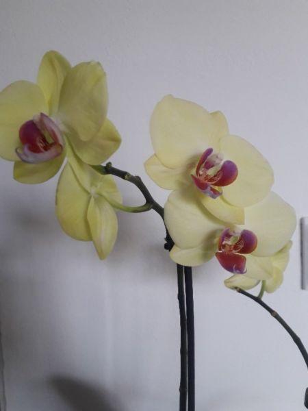 Przyjmę przekwitnięte storczyki, orchide