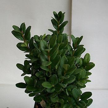 Bukszpan - cięty, na palmy, święconka