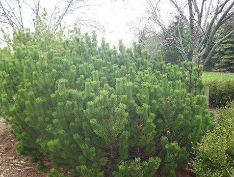 Sosna górska - Pinus mugo - sadzonki