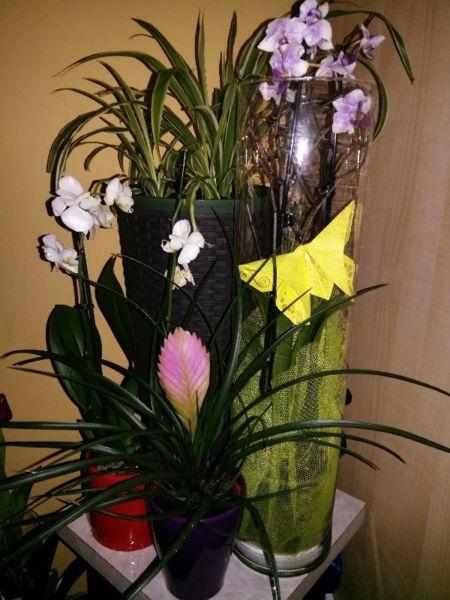 Szklany wazon, cylinder, tuba, kolumna. Unikalne kompozycje i dekoracje! Kwiaty_origami ;)