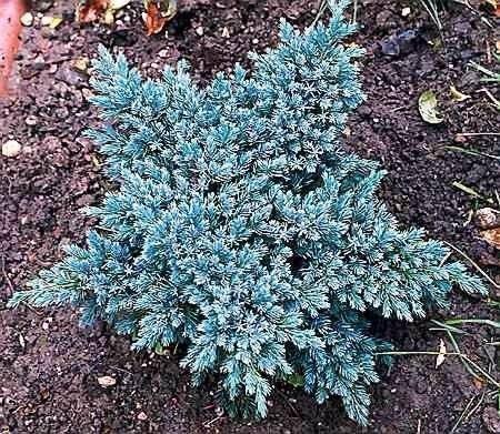 Jałowiec łuskowaty Blue Star Juniperus squamata 'Blue Star'