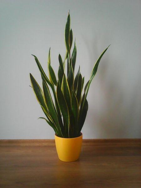 Sansewieria gwinejska (wężownica) (sansevieria trifasciata)