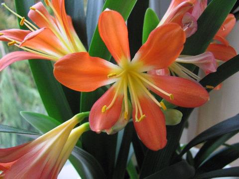 Kliwia - Clivia miniata - kwiat doniczkowy