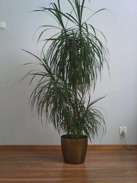 Dracena obrzeżona (dracaena marginata)