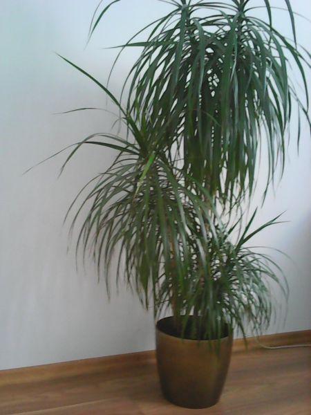 Dracena obrzeżona razem z osłoną