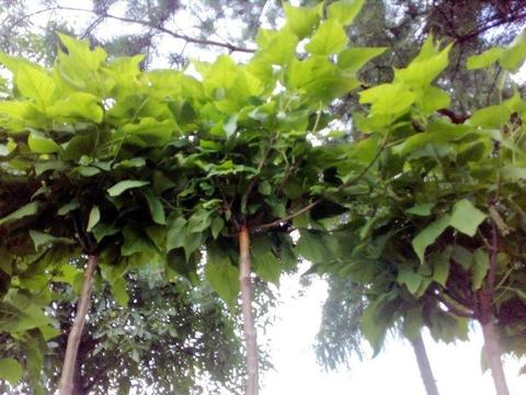 Surmia bignoniowa Nana, Catalpa bignonioides 'Nana' | Kraków