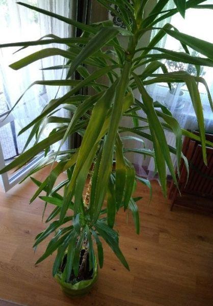 Jukka, juka, yucca - duża, zdrowa roślina doniczkowa pokojowa 250cm