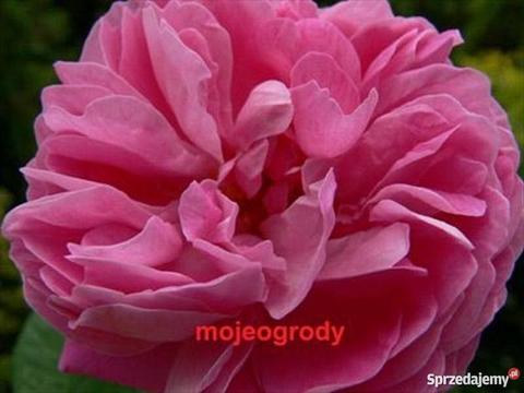 Róża stulistna, centyfolia rzadkość, rarytas