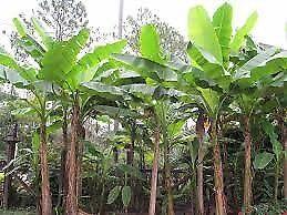 Bananowiec mrozoodporny sadzonki doniczka