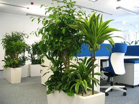 Rośliny doniczkowe do biura - aranżacja i opieka