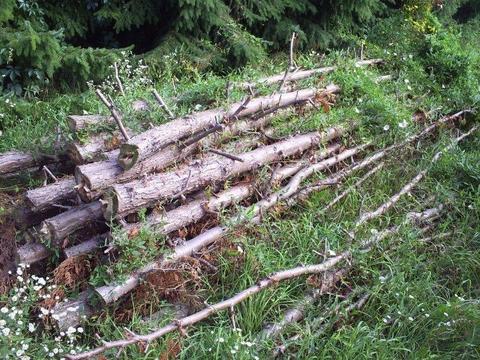 lekkie paliki pale tyczki drewniane 3,5m na podpory słupki pod drzewka, płoty lub opał łącznie 50szt