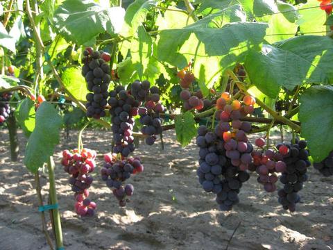 Najlepsze sadzonki winorośli na nasz klimat