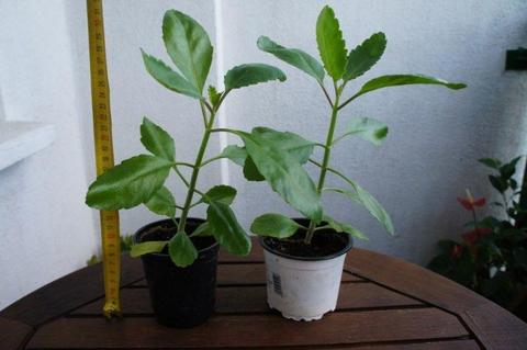 Żyworódka Kalanchoe Pinnata - piękne i zdrowe sadzonki! Warszawa