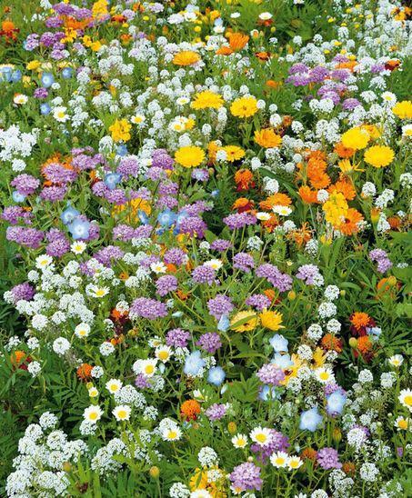 kwiaty ogrodowe - mieszanka nasion