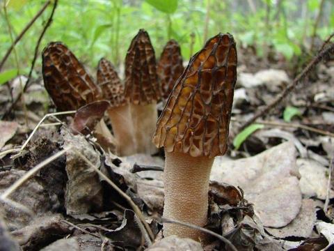 Mycelium. Grzybnia Biologiczna Naparstniczka czeska