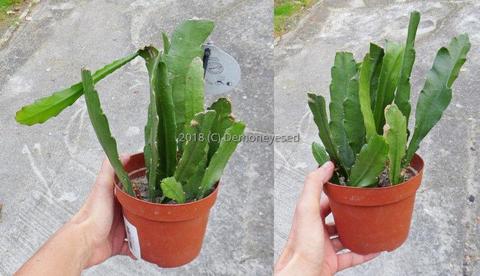 Kaktus Epiphyllum ackermanii sadzonki duże czerwone kwiaty