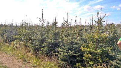 Choinki Świerk Srebrny:.. 30km na północ od Warszawy