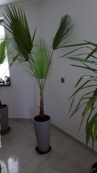 Rośliny doniczkowe !