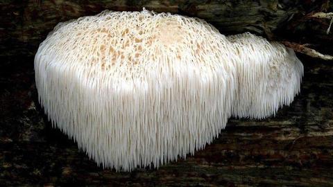 Mycelium.Grzybnia Biologiczna Soplówka jeżowata