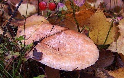 Mycelium. Grzybnia Biologiczna Volnushka różowa