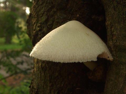 Mycelium. Grzybnia Biologiczna Volvariella piękna