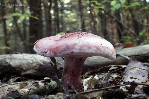 Mycelium.Grzybnia Biologiczna Wodnicha gołąbkowa