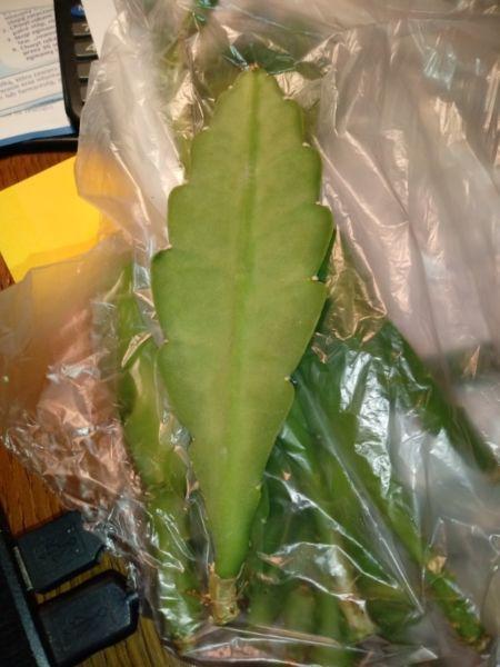 Kaktus Epiphyllum