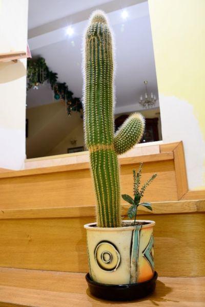 Śliczny Kaktus wysokość 80 cm Bardzo Ładny