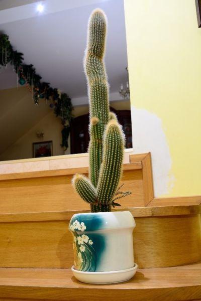 Piękny Kaktus wysokość 105 cm BARDZO ŁADNY