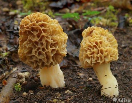 Mycelium. Grzybnia Biologiczna Smardz jadalny