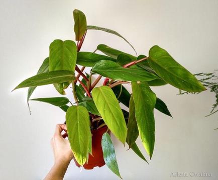 Philodendron erubescens 'Red Emerald' - Filodendron czerwieniejący