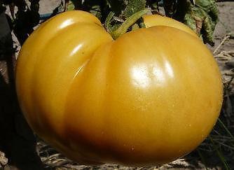 Nasiona 100 odmian najsmaczniejszych pomidorów OKAZJA!
