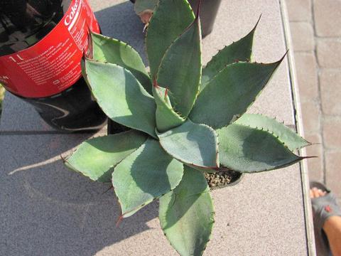 Agave cupreata - odhodowana 6 letnia agawa