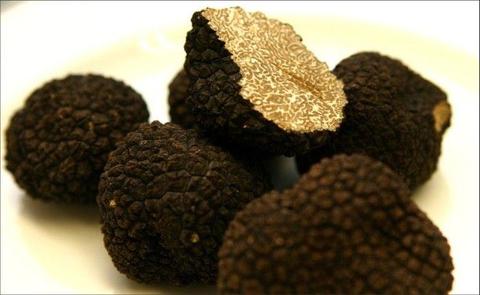 Mycelium. Grzybnia Biologiczna Trufla czarna