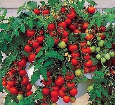 Nasiona 140 odmian najsmaczniejszych pomidorów OKAZJA
