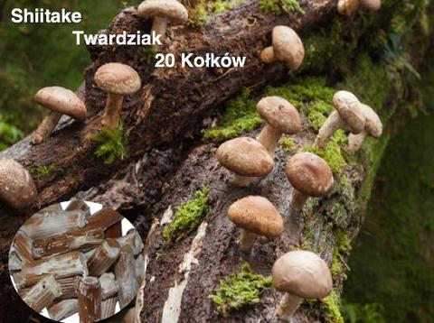 GRZYBNIA NA KOŁKACH SHIITAKE SHITAKE