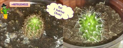Sprzedam kaktusy