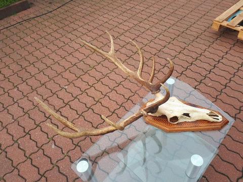 piękne poroże dwie sztuki