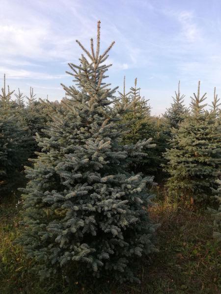 Choinki srebrne,świerk srebrny, zwykły HURT I DETAL