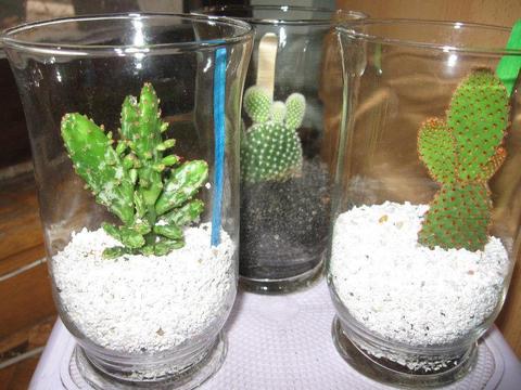 Kaktusy w szklanych wazonach wysokości 15cm