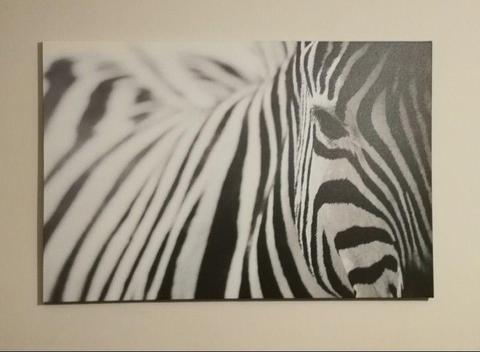 Obraz Zebra - ikea