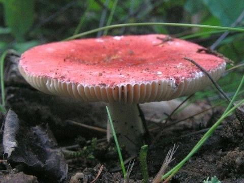 Mycelium Grzybnia żywego grzyba Gołąbek brzozowy