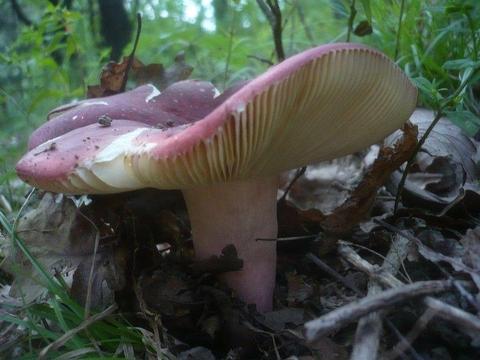 Mycelium Grzybnia żywego grzyba Gołąbek cukrówka