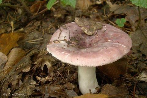 Mycelium Grzybnia żywego grzyba Gołąbek kruchy