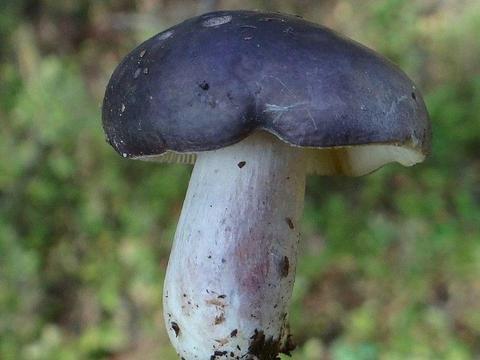 Mycelium Grzybnia żywego grzyba Gołąbek zielonawofioletowy