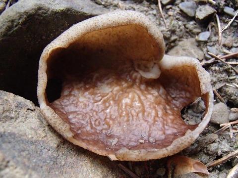 Mycelium. Grzybnia Biologiczna Krążkówka Żyłkowana