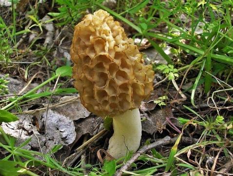 Super Mycelium. Biologiczna Smardz jadalny