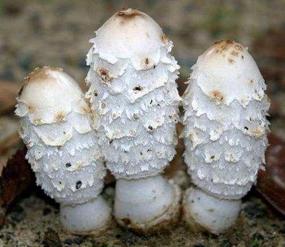 Super Mycelium. Grzybnia Biologiczna Czernidłak kolpakowaty