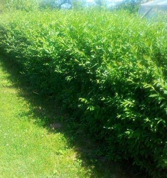 Liguster-Sztobry-Żywopłot 50szt=10zł