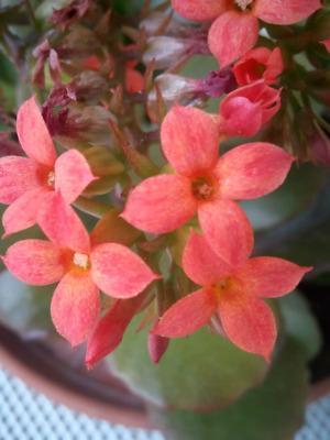 Sadzonki kalanchoe